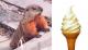 Woodchuck Eats Ice Cream Cone, So What!